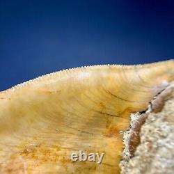 5.53 Indonesian Megalodon Shark Tooth Strikingly Beautiful West Java Orange