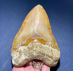 5.53 Indonesian Megalodon Shark Tooth Strikingly Beautiful West Java Orange