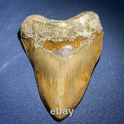 5.53 Indonesian Megalodon Shark Tooth Strikingly Beautiful West Java Orange