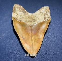 5.53 Indonesian Megalodon Shark Tooth Strikingly Beautiful West Java Orange