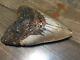 5.53 Megalodon Shark Tooth Fossil