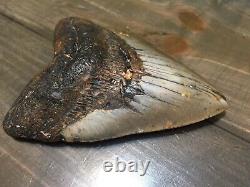 5.53 Megalodon Shark Tooth fossil