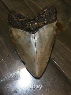 5.53 Megalodon Shark Tooth fossil