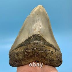 5.55 Giant Megalodon Shark Tooth All Natural No Restoration or Repair