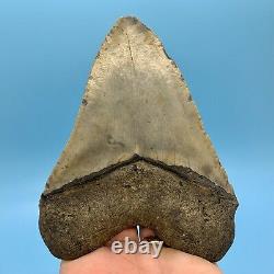 5.55 Giant Megalodon Shark Tooth All Natural No Restoration or Repair