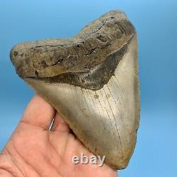 5.55 Giant Megalodon Shark Tooth All Natural No Restoration or Repair