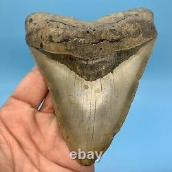 5.55 Giant Megalodon Shark Tooth All Natural No Restoration or Repair