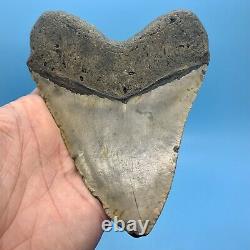 5.55 Giant Megalodon Shark Tooth All Natural No Restoration or Repair