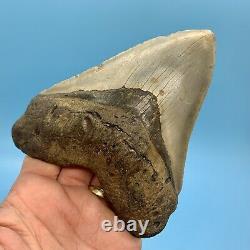 5.55 Giant Megalodon Shark Tooth All Natural No Restoration or Repair