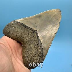 5.55 Giant Megalodon Shark Tooth All Natural No Restoration or Repair