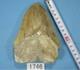 5.55 Megalodon Shark Tooth Fossil Indonesia Large Serrated Otodus Megalodon