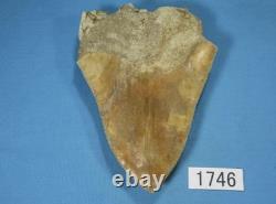 5.55 Megalodon Shark Tooth Fossil Indonesia Large Serrated Otodus megalodon