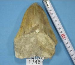 5.55 Megalodon Shark Tooth Fossil Indonesia Large Serrated Otodus megalodon