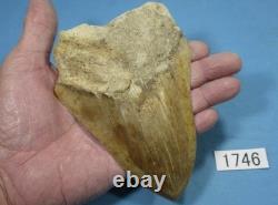 5.55 Megalodon Shark Tooth Fossil Indonesia Large Serrated Otodus megalodon