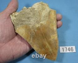 5.55 Megalodon Shark Tooth Fossil Indonesia Large Serrated Otodus megalodon