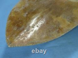5.55 Megalodon Shark Tooth Fossil Indonesia Large Serrated Otodus megalodon
