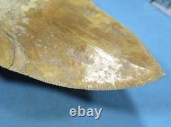 5.55 Megalodon Shark Tooth Fossil Indonesia Large Serrated Otodus megalodon