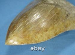 5.55 Megalodon Shark Tooth Fossil Indonesia Large Serrated Otodus megalodon