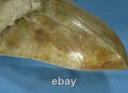 5.55 Megalodon Shark Tooth Fossil Indonesia Large Serrated Otodus megalodon