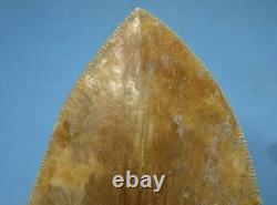 5.55 Megalodon Shark Tooth Fossil Indonesia Large Serrated Otodus megalodon