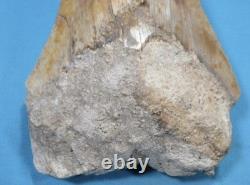 5.55 Megalodon Shark Tooth Fossil Indonesia Large Serrated Otodus megalodon