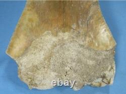 5.55 Megalodon Shark Tooth Fossil Indonesia Large Serrated Otodus megalodon