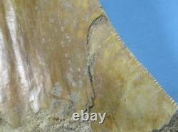 5.55 Megalodon Shark Tooth Fossil Indonesia Large Serrated Otodus megalodon
