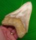 5.56 Megalodon Shark Tooth Fully Serrated Real Fossil No Restorations