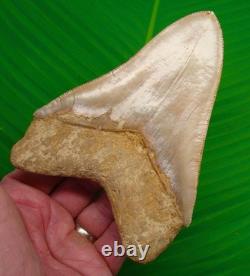 5.56 Megalodon Shark Tooth FULLY SERRATED Real Fossil NO RESTORATIONS