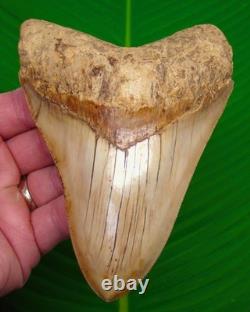 5.56 Megalodon Shark Tooth FULLY SERRATED Real Fossil NO RESTORATIONS
