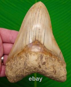 5.56 Megalodon Shark Tooth FULLY SERRATED Real Fossil NO RESTORATIONS