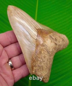 5.56 Megalodon Shark Tooth FULLY SERRATED Real Fossil NO RESTORATIONS