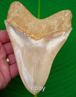 5.56 Megalodon Shark Tooth FULLY SERRATED Real Fossil NO RESTORATIONS
