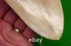 5.56 Megalodon Shark Tooth FULLY SERRATED Real Fossil NO RESTORATIONS