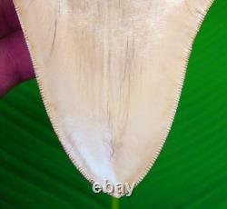 5.56 Megalodon Shark Tooth FULLY SERRATED Real Fossil NO RESTORATIONS