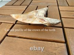 5.5(14 cm) long x 3.93 (10 cm) wide beautifully curved Megalodon tooth
