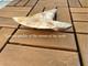 5.5(14 Cm) Long X 3.93 (10 Cm) Wide Beautifully Curved Megalodon Tooth