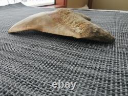 5.5(14 cm) long x 3.93 (10 cm) wide beautifully curved Megalodon tooth