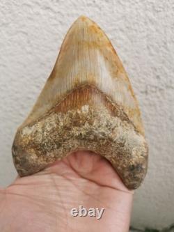 5.5(14 cm) long x 3.93 (10 cm) wide beautifully curved Megalodon tooth