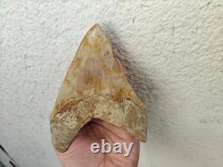 5.5(14 cm) long x 3.93 (10 cm) wide beautifully curved Megalodon tooth