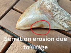 5.5(14 cm) long x 3.93 (10 cm) wide beautifully curved Megalodon tooth