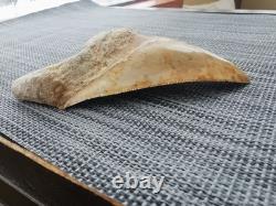 5.5(14 cm) long x 3.93 (10 cm) wide beautifully curved Megalodon tooth