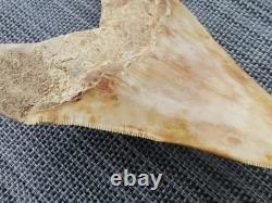 5.5(14 cm) long x 3.93 (10 cm) wide beautifully curved Megalodon tooth