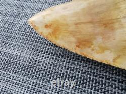 5.5(14 cm) long x 3.93 (10 cm) wide beautifully curved Megalodon tooth