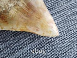 5.5(14 cm) long x 3.93 (10 cm) wide beautifully curved Megalodon tooth