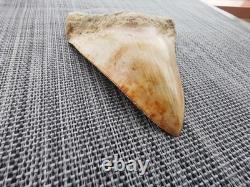 5.5(14 cm) long x 3.93 (10 cm) wide beautifully curved Megalodon tooth