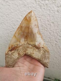 5.5(14 cm) long x 3.93 (10 cm) wide beautifully curved Megalodon tooth