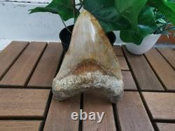 5.5(14 cm) long x 3.93 (10 cm) wide beautifully curved Megalodon tooth