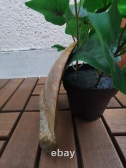 5.5(14 cm) long x 3.93 (10 cm) wide beautifully curved Megalodon tooth