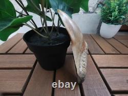 5.5(14 cm) long x 3.93 (10 cm) wide beautifully curved Megalodon tooth